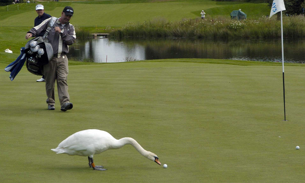 Golfer Gets Attacked By Giant Swan in Wild Video