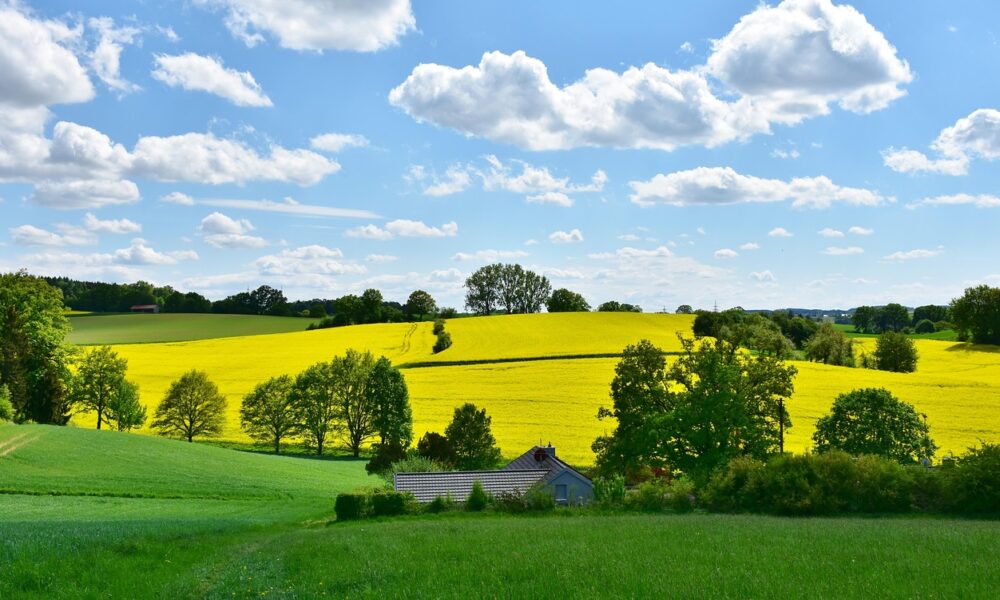 landscape, nature, oilseed rape, field, agriculture, rural, panorama, spring, grain, clouds, heaven, expanse, fields, cloudy, sun, blue, weather, green, yellow, meadow, hill, weather mood, idyllic, in the green, free space, growth, harvest, graze, homeland, bavaria, agriculture, spring, spring, spring, spring, spring, weather