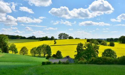 landscape, nature, oilseed rape, field, agriculture, rural, panorama, spring, grain, clouds, heaven, expanse, fields, cloudy, sun, blue, weather, green, yellow, meadow, hill, weather mood, idyllic, in the green, free space, growth, harvest, graze, homeland, bavaria, agriculture, spring, spring, spring, spring, spring, weather
