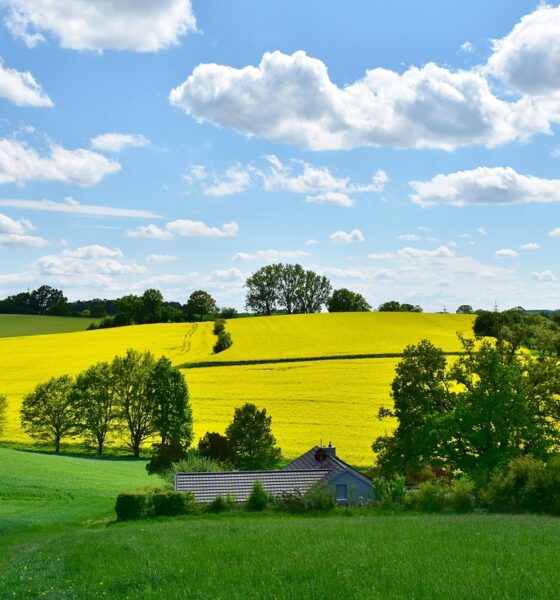 landscape, nature, oilseed rape, field, agriculture, rural, panorama, spring, grain, clouds, heaven, expanse, fields, cloudy, sun, blue, weather, green, yellow, meadow, hill, weather mood, idyllic, in the green, free space, growth, harvest, graze, homeland, bavaria, agriculture, spring, spring, spring, spring, spring, weather