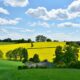 landscape, nature, oilseed rape, field, agriculture, rural, panorama, spring, grain, clouds, heaven, expanse, fields, cloudy, sun, blue, weather, green, yellow, meadow, hill, weather mood, idyllic, in the green, free space, growth, harvest, graze, homeland, bavaria, agriculture, spring, spring, spring, spring, spring, weather
