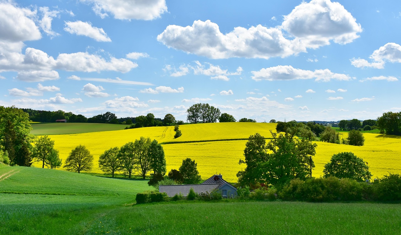 landscape, nature, oilseed rape, field, agriculture, rural, panorama, spring, grain, clouds, heaven, expanse, fields, cloudy, sun, blue, weather, green, yellow, meadow, hill, weather mood, idyllic, in the green, free space, growth, harvest, graze, homeland, bavaria, agriculture, spring, spring, spring, spring, spring, weather